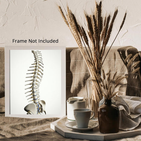 Posterizer 1 pcs-detailed anatomical illustration of the human spinal column 3-Teachers & Classrooms-Abstract & Modern Art-School and classroom ar...